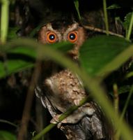 Rajah Scops Owl - Otus brookii