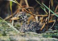 Australasian Grebe - Tachybaptus novaehollandiae