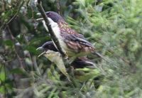 Spotted Crocias - Crocias albonotatus