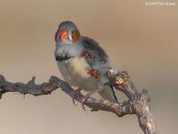 Zebra Finch - Taeniopygia guttata