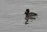 Tufted Duck - Aythya fuligula