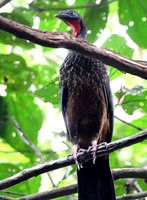 Spix's Guan - Penelope jacquacu