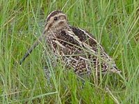 South American Snipe - Gallinago paraguaiae