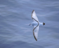 Fulmar Prion (Pachyptila crassirostris) photo