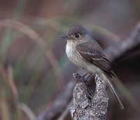 Cuban Pewee (Contopus caribaeus) photo