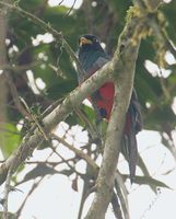 Choco Trogon (Trogon comptus) photo