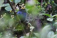 Golden-crowned Tanager (Iridosornis rufivertex) photo