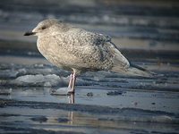 Iceland Gull - Larus glaucoides