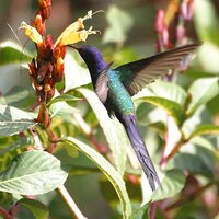 Swallow-tailed Hummingbird - Eupetomena macrourus
