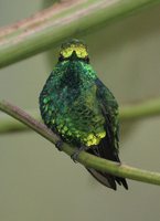 Blue-tailed Emerald - Chlorostilbon mellisugus