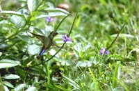 Blue-tailed Emerald - Chlorostilbon mellisugus