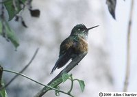Violet-tailed Sylph - Aglaiocercus coelestis