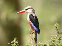 Gray-headed Kingfisher - Halcyon leucocephala