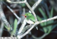 Jamaican Tody - Todus todus