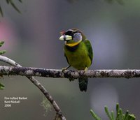 Fire-tufted Barbet - Psilopogon pyrolophus