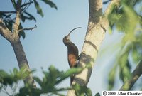 Red-billed Scythebill - Campylorhamphus trochilirostris