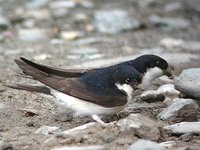 House Martin - Delichon urbica