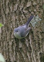 Blue-gray Gnatcatcher - Polioptila caerulea