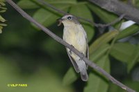 Korean Flycatcher - Ficedula zanthopygia