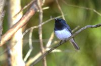 Satin Flycatcher - Myiagra cyanoleuca