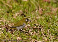 Black-capped White-eye - Zosterops atricapillus