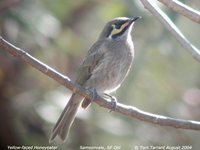 Yellow-faced Honeyeater - Lichenostomus chrysops