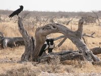 Pied Crow - Corvus albus