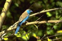 Blue-breasted Cordonbleu - Uraeginthus angolensis