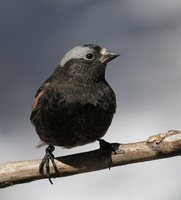 Black Rosy-Finch - Leucosticte atrata