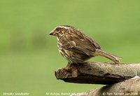 Streaky Seedeater - Serinus striolatus
