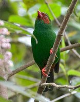 Grass-green Tanager - Chlorornis riefferii