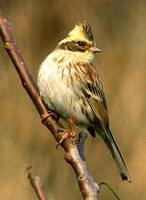 Yellow-throated Bunting - Emberiza elegans