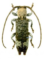 흰가슴하늘소 - Xylariopsis mimica