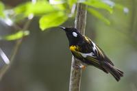 Stitchbird