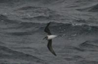 Soft-plumaged Petrel (Pterodroma mollis)