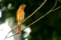 Chestnut-crowned  becard   -   Pachyramphus  castaneus   -