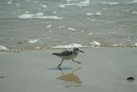 Sanderling