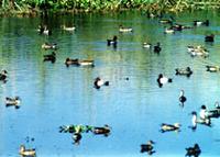 Pintails & common pochards