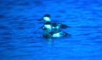 Ruddy Duck (Oxyura jamaicensis)