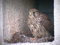 황조롱이 Falco tinnunculus interstinctus | kestrel