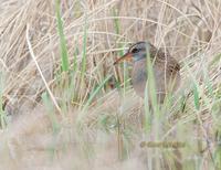 Waterrail C20D 02949.jpg