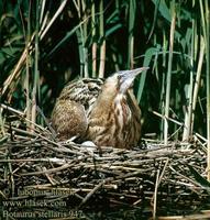 Bukac velky (Botaurus stellaris)