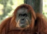 Orang utan