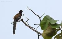 Andaman-Treepie