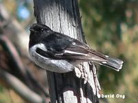 Hooded robin