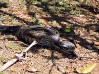 Bush Stone-curlew