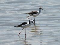 Black-winged Stilts