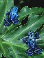 Blue Poison Frog Dendrobates azureus