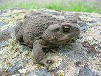 : Bufo boreas halophilus; Western Toad