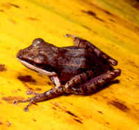 : Gephyromantis granulatus